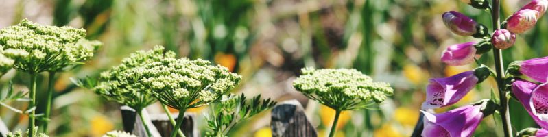 Des fleurs poussent dans le jardin
