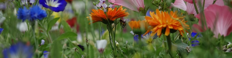 des-fleurs-qui-fleurissent-dans-un-parc Des fleurs mellifères dans un jardin