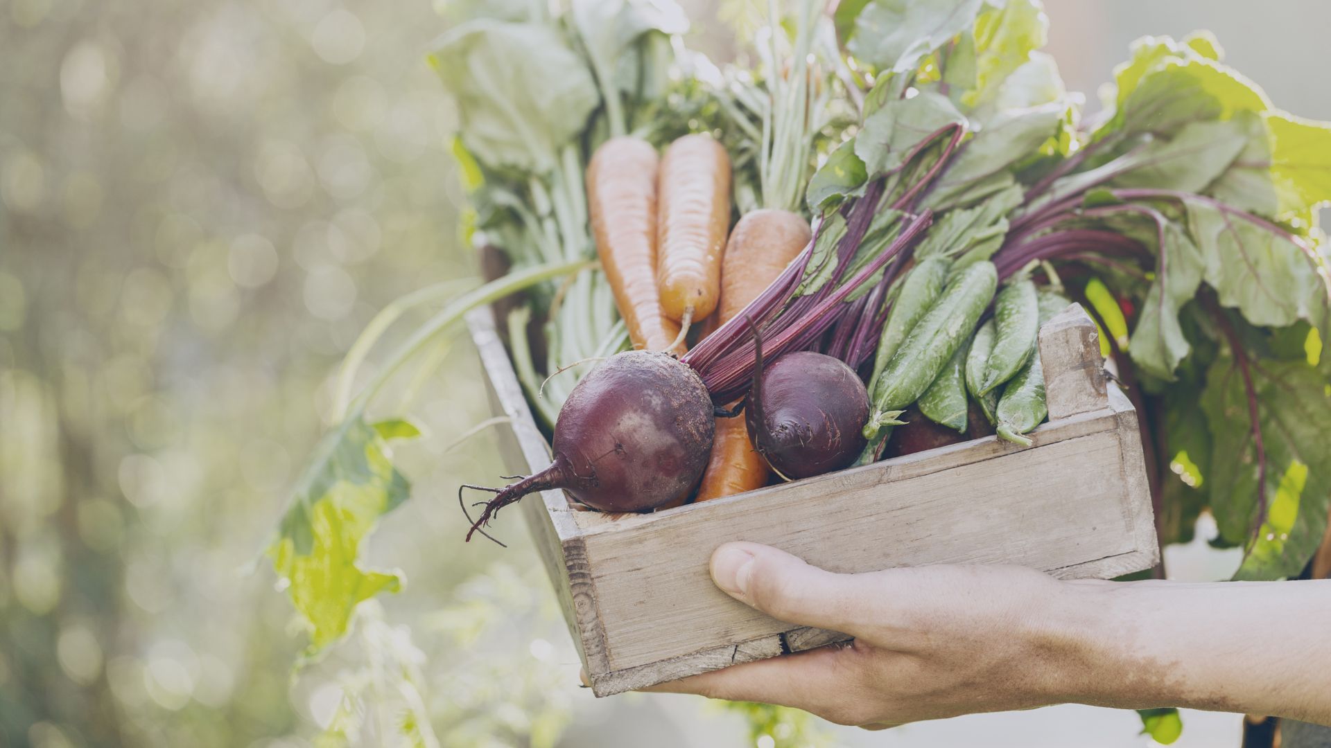 Est-il difficile de cultiver des légumes biologiques ?
