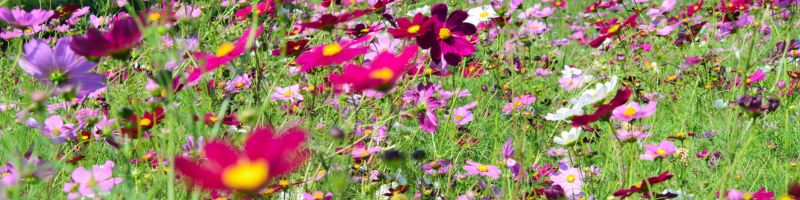 Des fleurs mellifères poussent dans une jachère