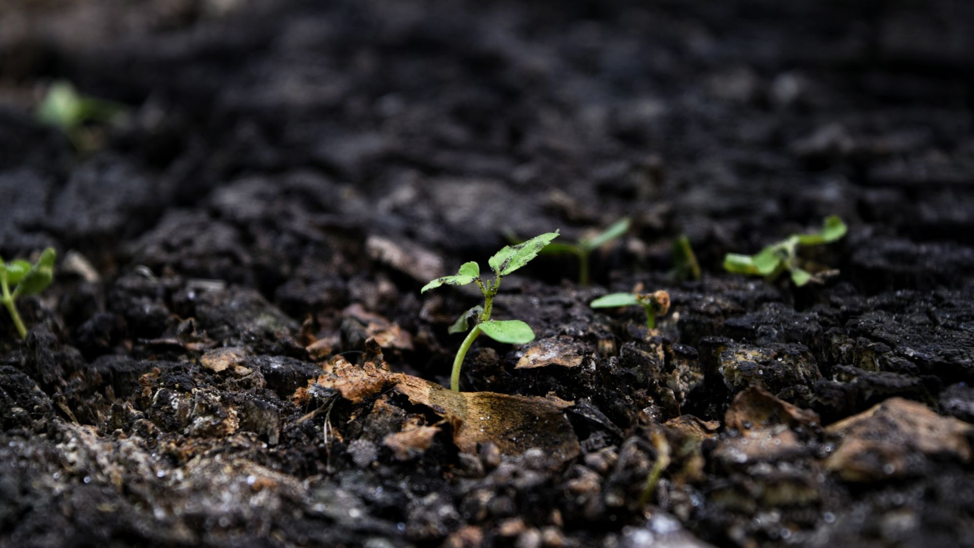 Une graine germe dans le sol