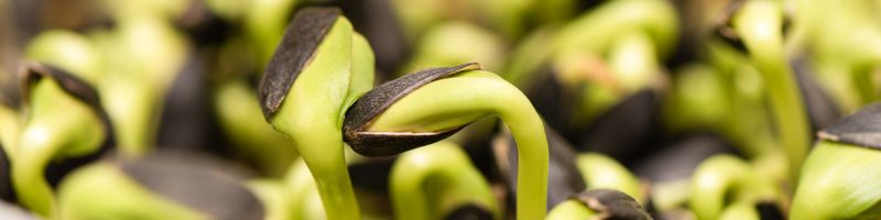 Des graines de haricots germent dans une boîte