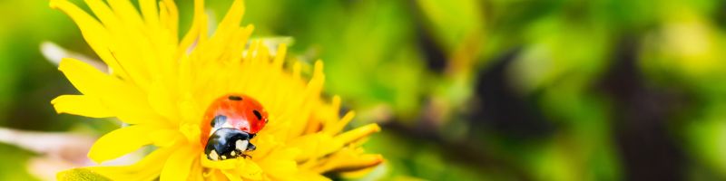Gros plan sur une coccinelle auxiliaire sur une fleur au potager