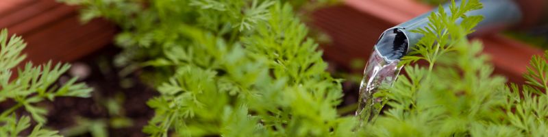 herbes-aromatiques-arrosees-eau Des herbes aromatiques arrosées au potager