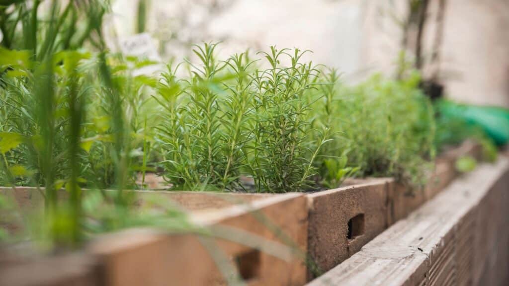 Herbes aromatiques qui poussent en jardinière
