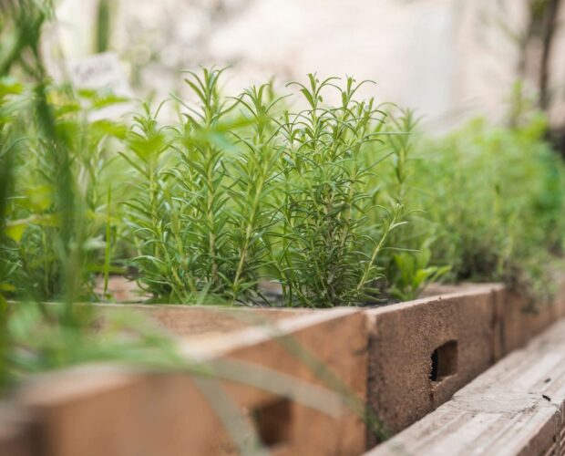 Herbes aromatiques qui poussent en jardinière