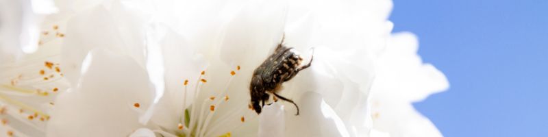 insect-pollinise-une-fleur Un insecte pollinise une fleur