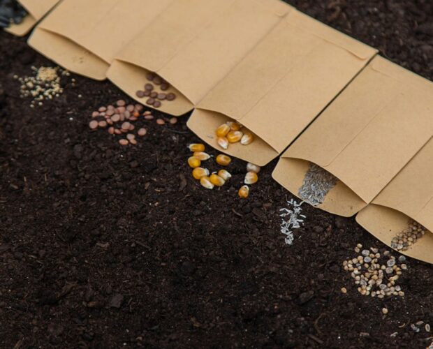 ou acheter ses semences bio en france blog djma