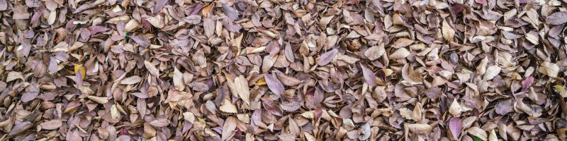 Un paillage avec des feuilles mortes au potager