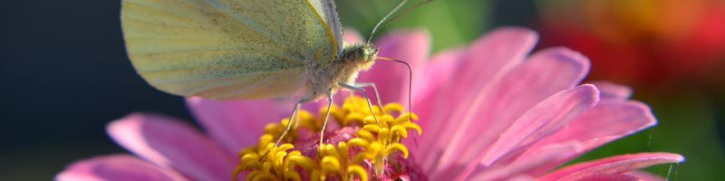 papillon-butine-une-fleur-au-jardin Un papillon butine une fleur au jardin