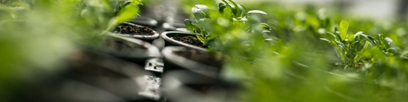 Plants qui poussent dans de petits pots sous serre