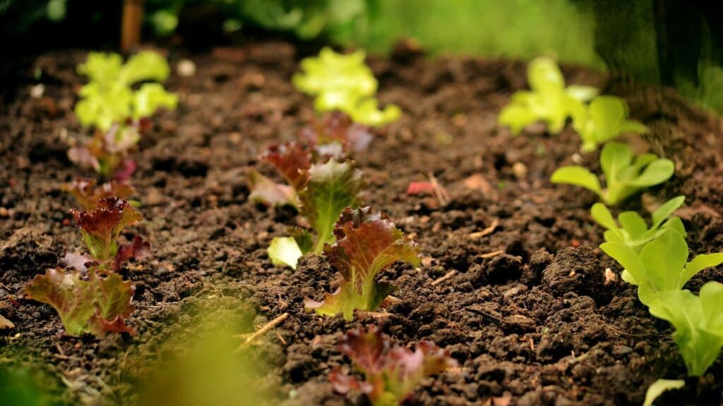 Comment préparer son sol au potager - DJMA