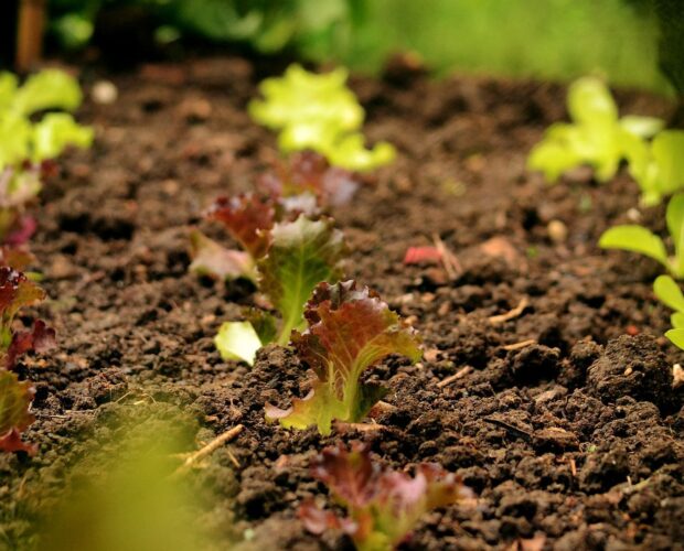 Comment préparer son sol au potager - DJMA