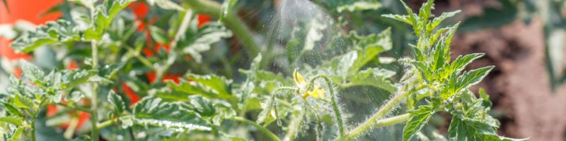 Pulvérisation de savoir noir sur un plant de tomates
