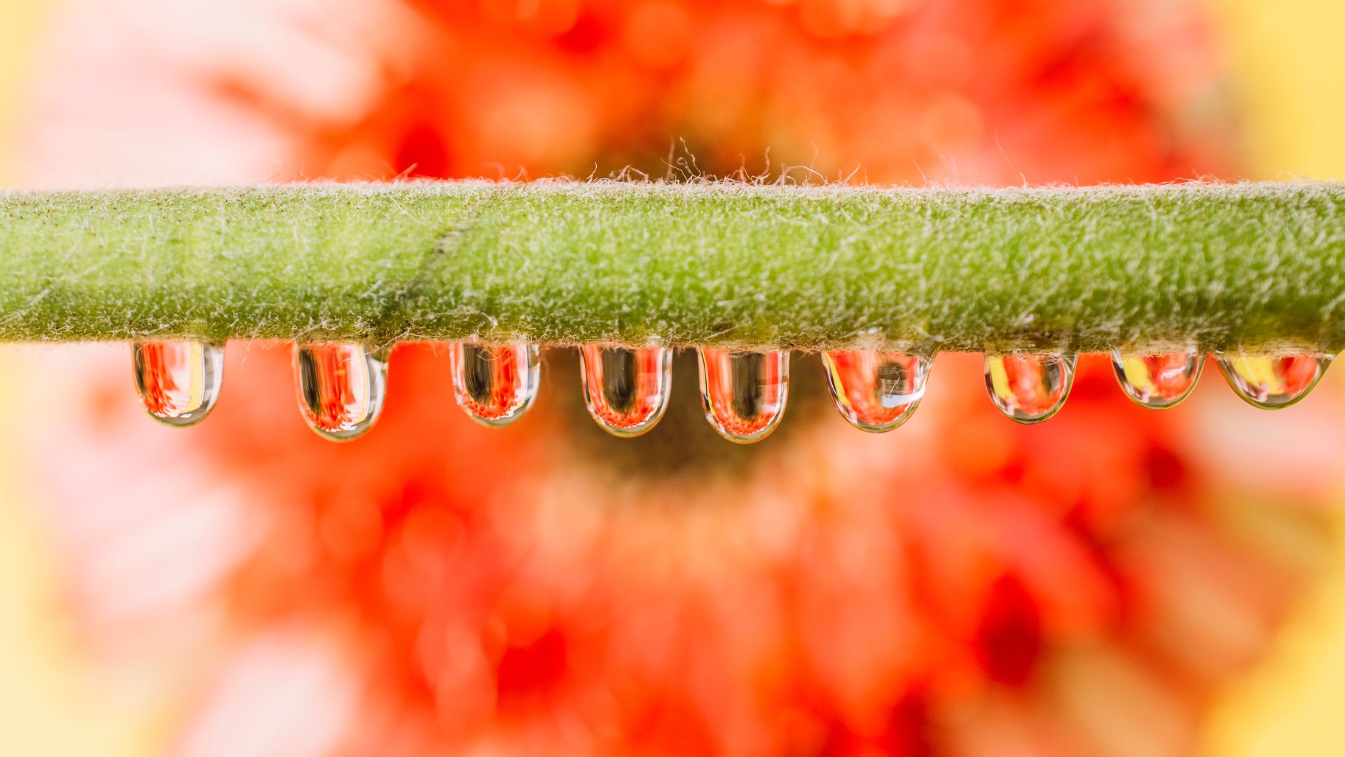 Quelle graine tremper avant de semer ?