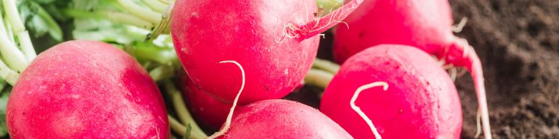 Une récolte de radis au potager