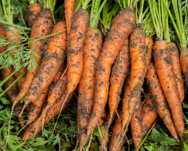 Comment réussir le semis de vos semences bio de carottes ?