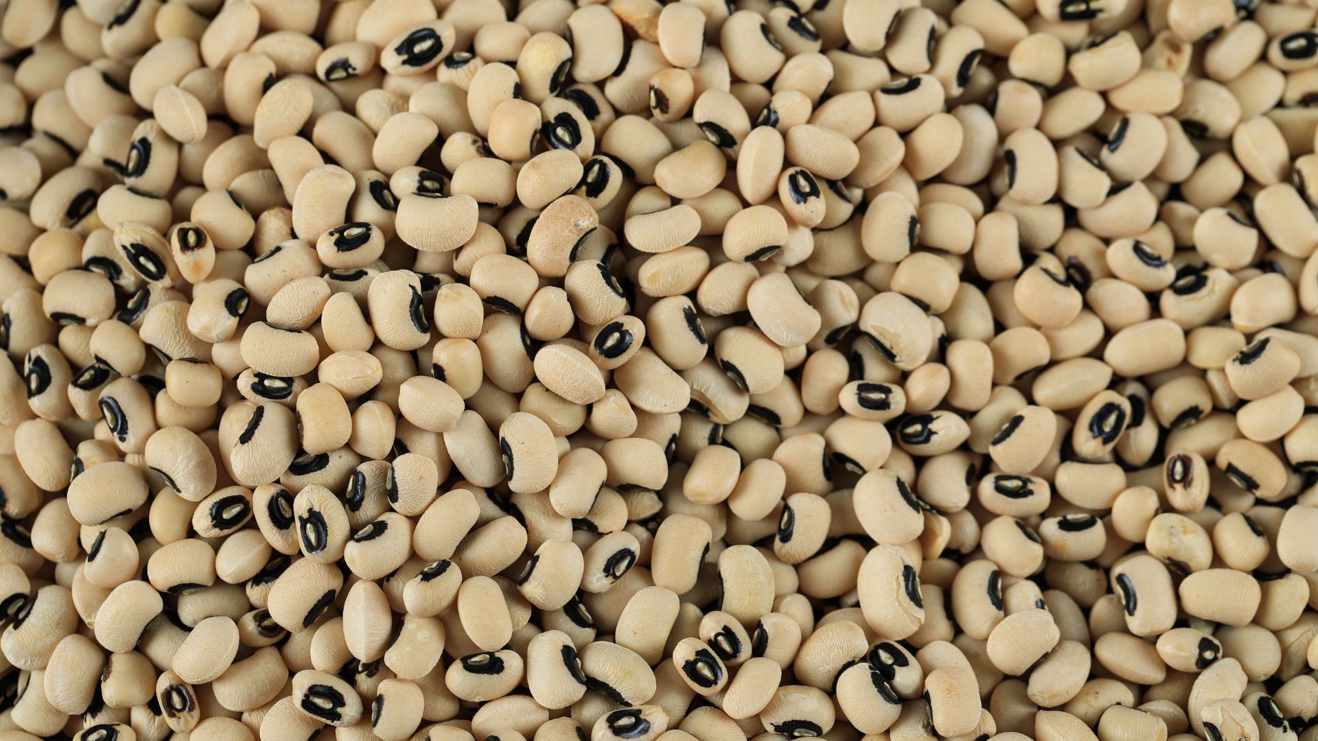 Semences de haricots blanc biologiques en vrac