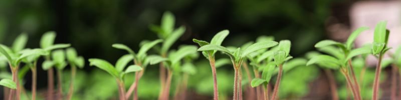 semis de tomates qui poussent
