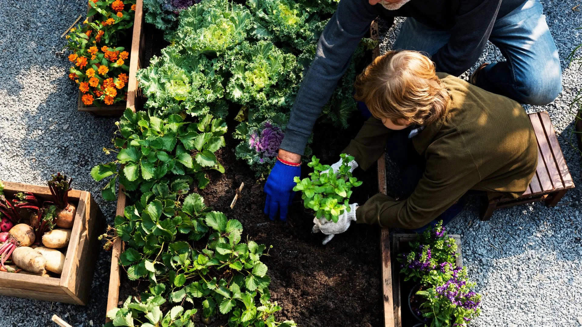 Une famille cueille des légumes dans un jardin bio