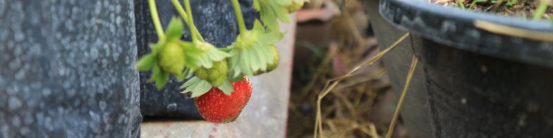 Une fraise pousse en pot sur un balcon