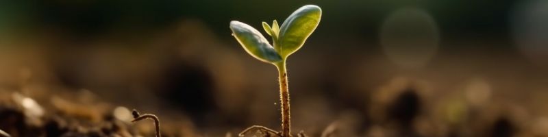 Une graine germe dans le jardin