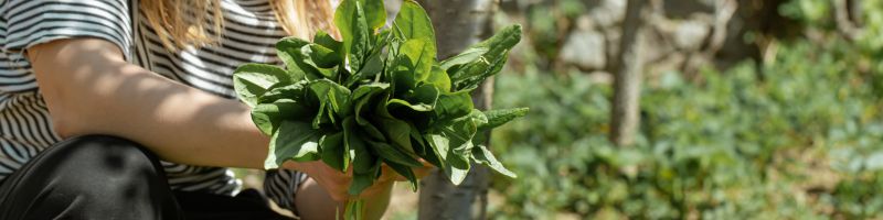 Une jardinière récolte une salade au potager
