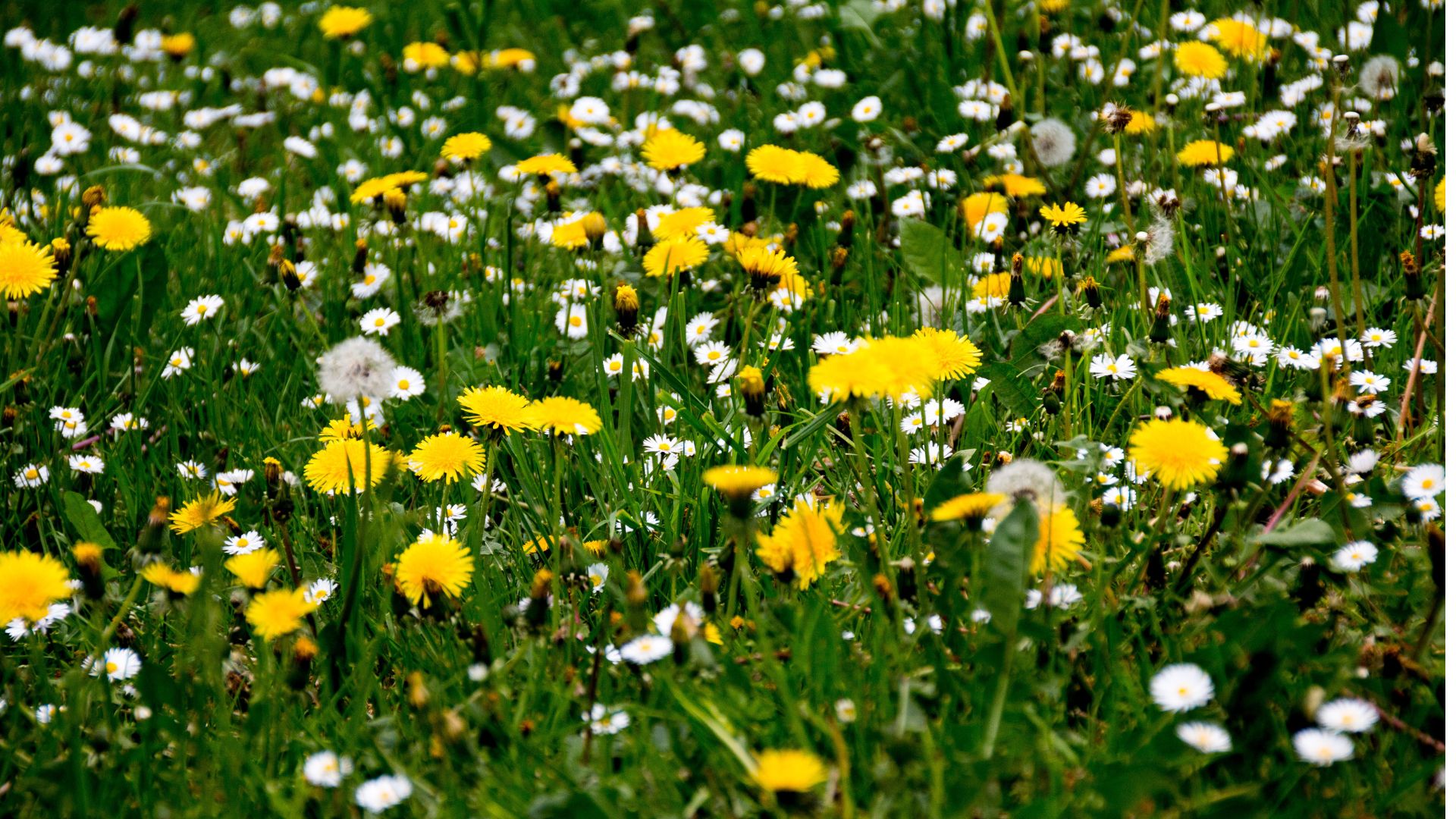 Vue d'une jachère fleurie