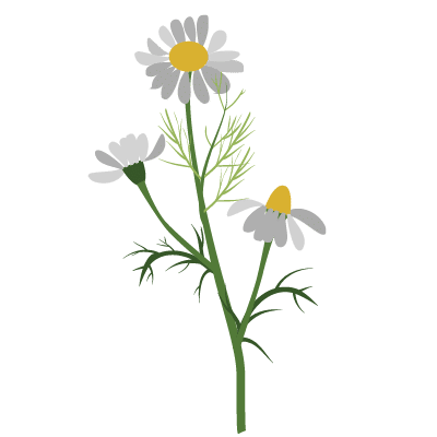 Aromatiques mellifères