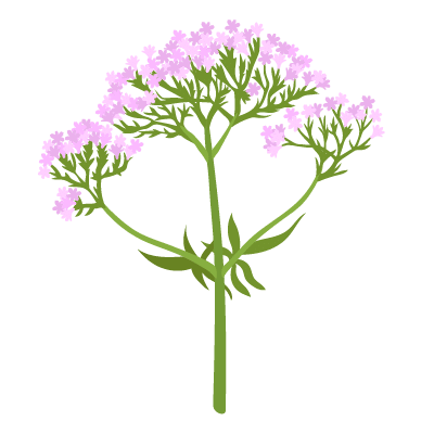 Aromatiques bien-être