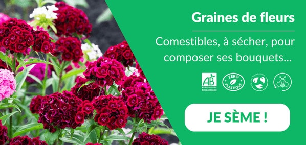 Graines de fleurs Graines de fleurs - Graines Bio et Reproductibles - Dr. Jonquille & Mr. Ail