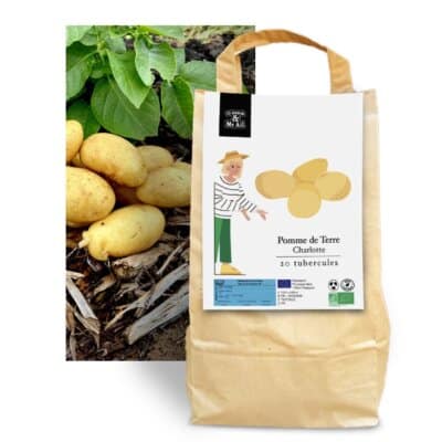 Pomme de Terre Charlotte - Semences Bio et Reproductibles - Dr. Jonquille & Mr. Ail