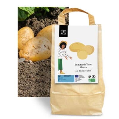 Pomme de Terre Maïwen - Semences Bio et Reproductibles - Dr. Jonquille & Mr. Ail