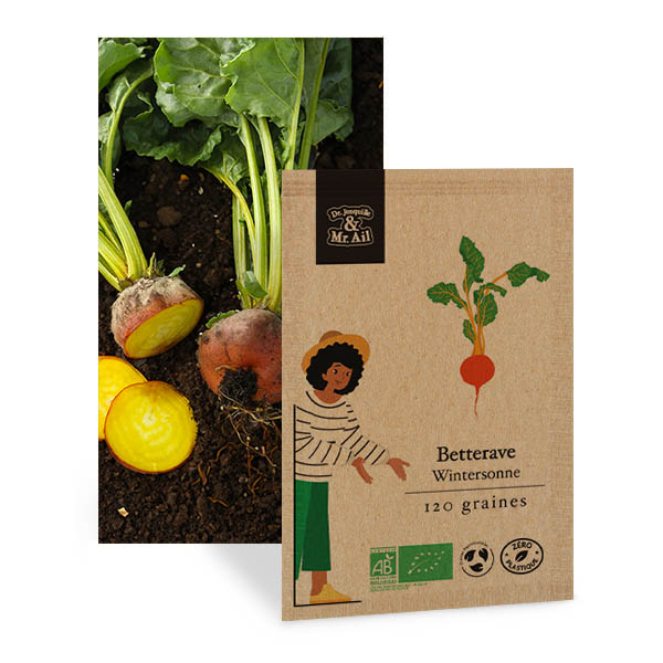 Betterave Wintersonne - Graines Bio et Reproductibles - Dr. Jonquille & Mr. Ail