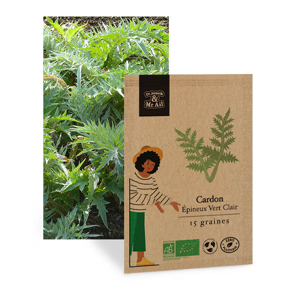 Cardon Épineux Vert Clair - Graines Bio et Reproductibles - Dr. Jonquille & Mr. Ail
