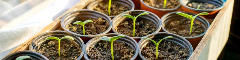 des-semis-de-concombres-poussent-en-godet Des semis de concombres poussent dans des godets