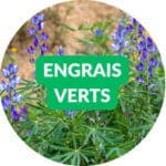 engrais verts Graines d'engrais verts