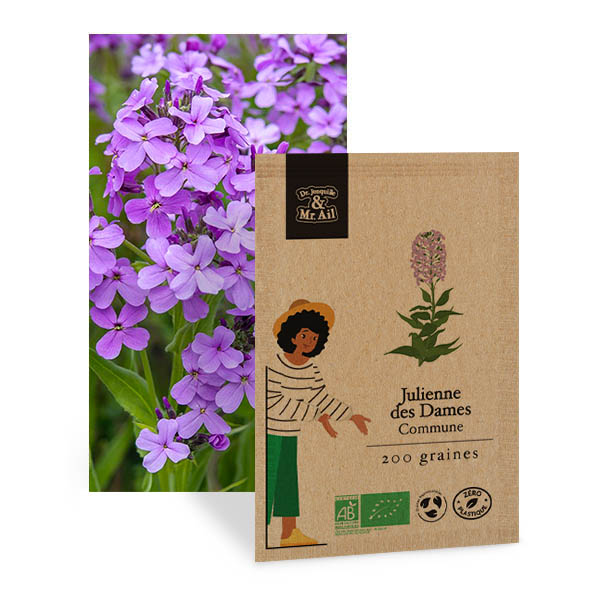 Julienne des Dames Commune - Graines Bio et Reproductibles - Dr. Jonquille & Mr. Ail