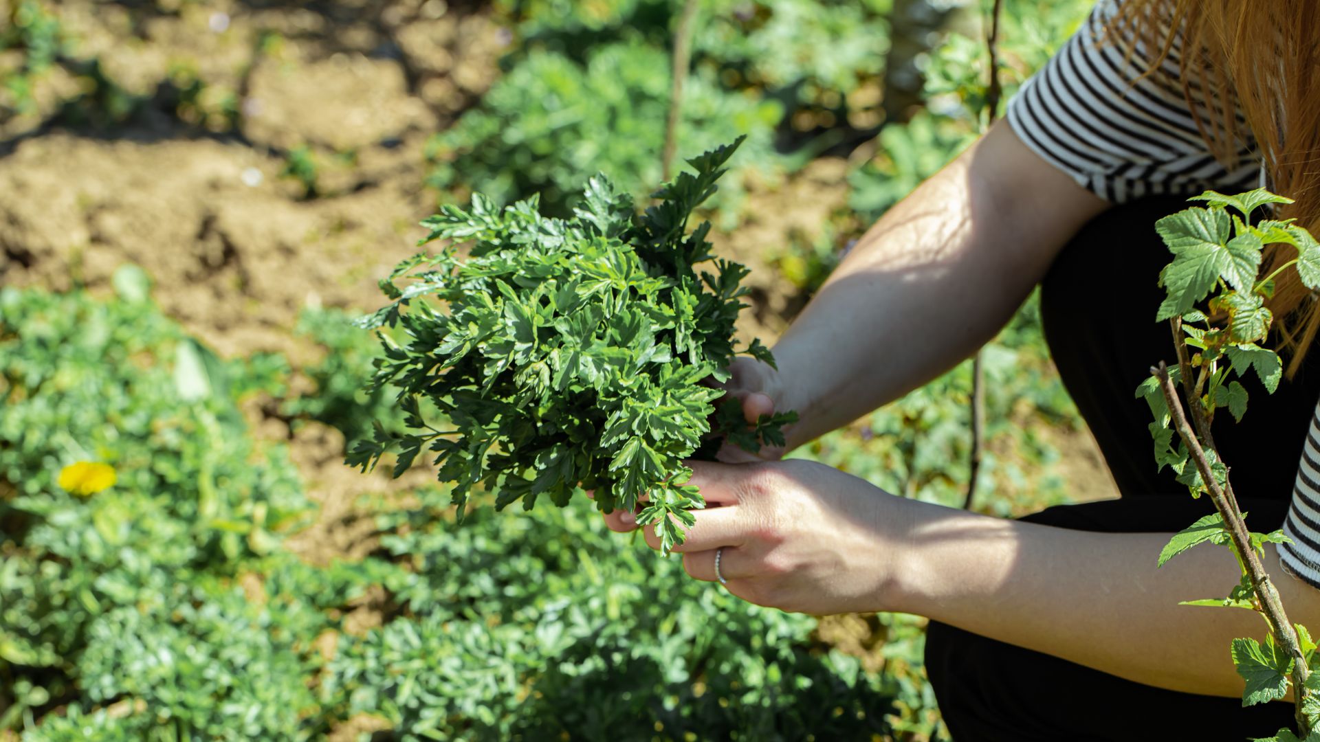 Une femme dans le jardin bio cueille des feuilles de persil