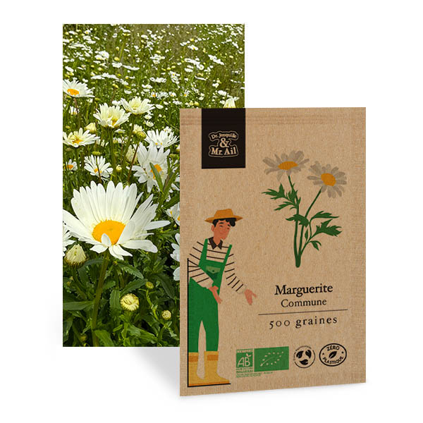 Marguerite Commune - Graines Bio et Reproductibles - Dr. Jonquille & Mr. Ail
