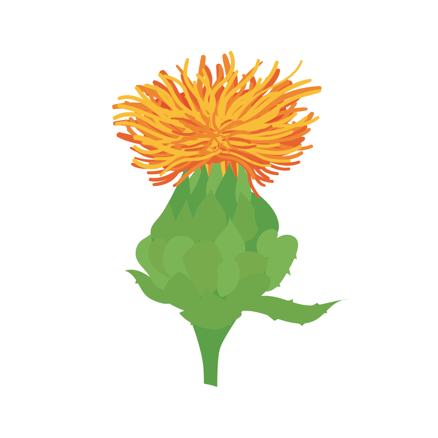 Carthame des Teinturiers