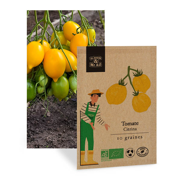 Tomate Citrina - Graines Bio et Reproductibles - Dr. Jonquille & Mr. Ail
