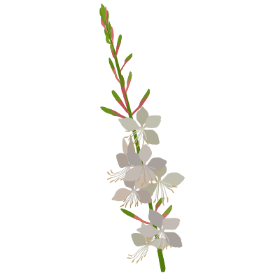 Gaura de Lindheimer
