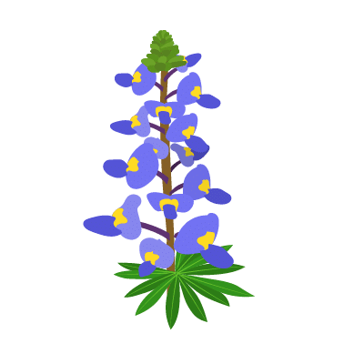 Lupins