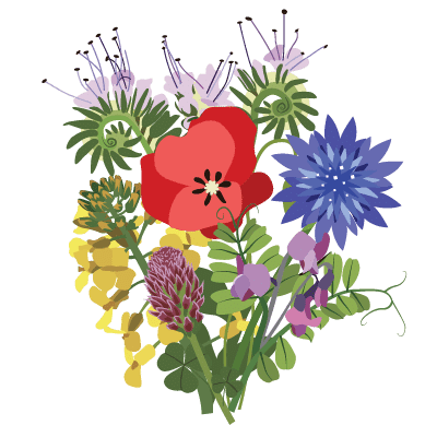 Mélange de fleurs mellifères