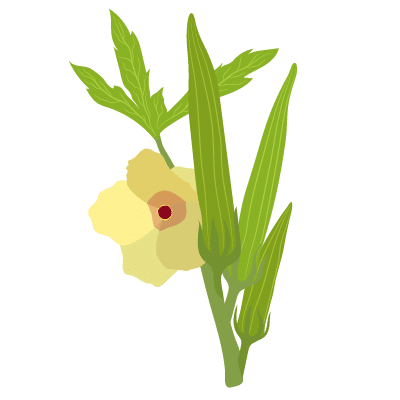 Okra Gombo