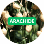 Graines d'arachide