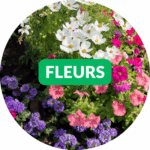 Graines de fleurs graines de fleurs