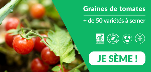 Graines de tomates - rectangle HP Graines de tomates