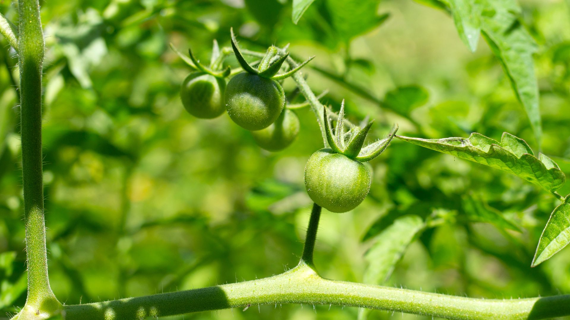 Des tomates vertes sur pied dans un potager